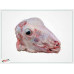 LAMB HEAD LARGE PCS