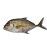 FRESH TREVALLY FISH BIG - 1KG PKT