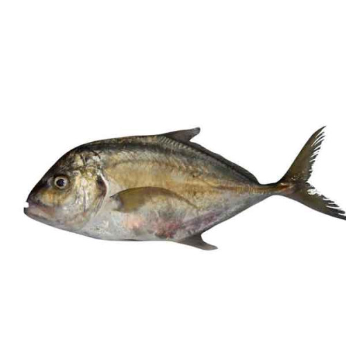 FRESH TREVALLY FISH BIG - 1KG PKT