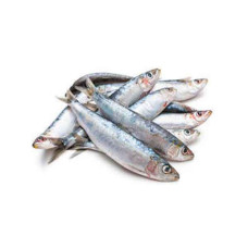 FRESH SARDINES FISH BIG - 1KG PKT
