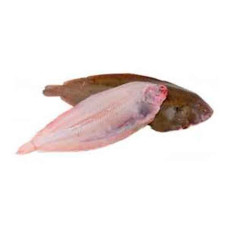 FRESH SOLE FISH BIG - 1KG PKT