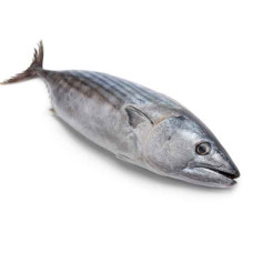 FRESH TUNA FISH SMALL - 1KG PKT