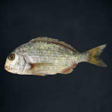 KURKUFAN SAUDI FISH KG