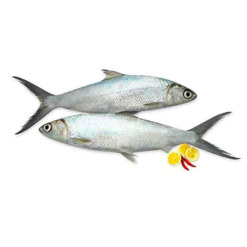 FRESH MILK FISH BIG - 1KG PKT