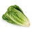 LETTUCE ROMAINE - KUWAIT 1KG